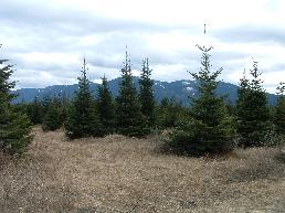 Buon Natale Nursery Trees for transplanting