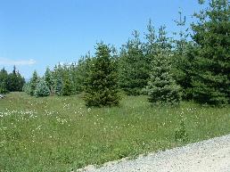 Buon Natale Nursery Trees for transplant